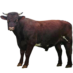Armorican Cow